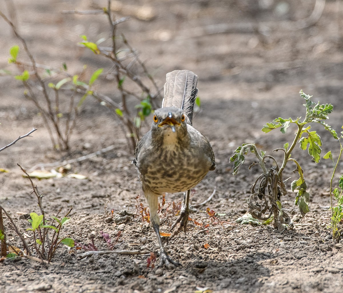 Curve-billed Thrasher - ML644184764