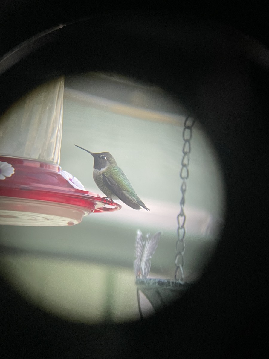 Anna's Hummingbird - ML644184766