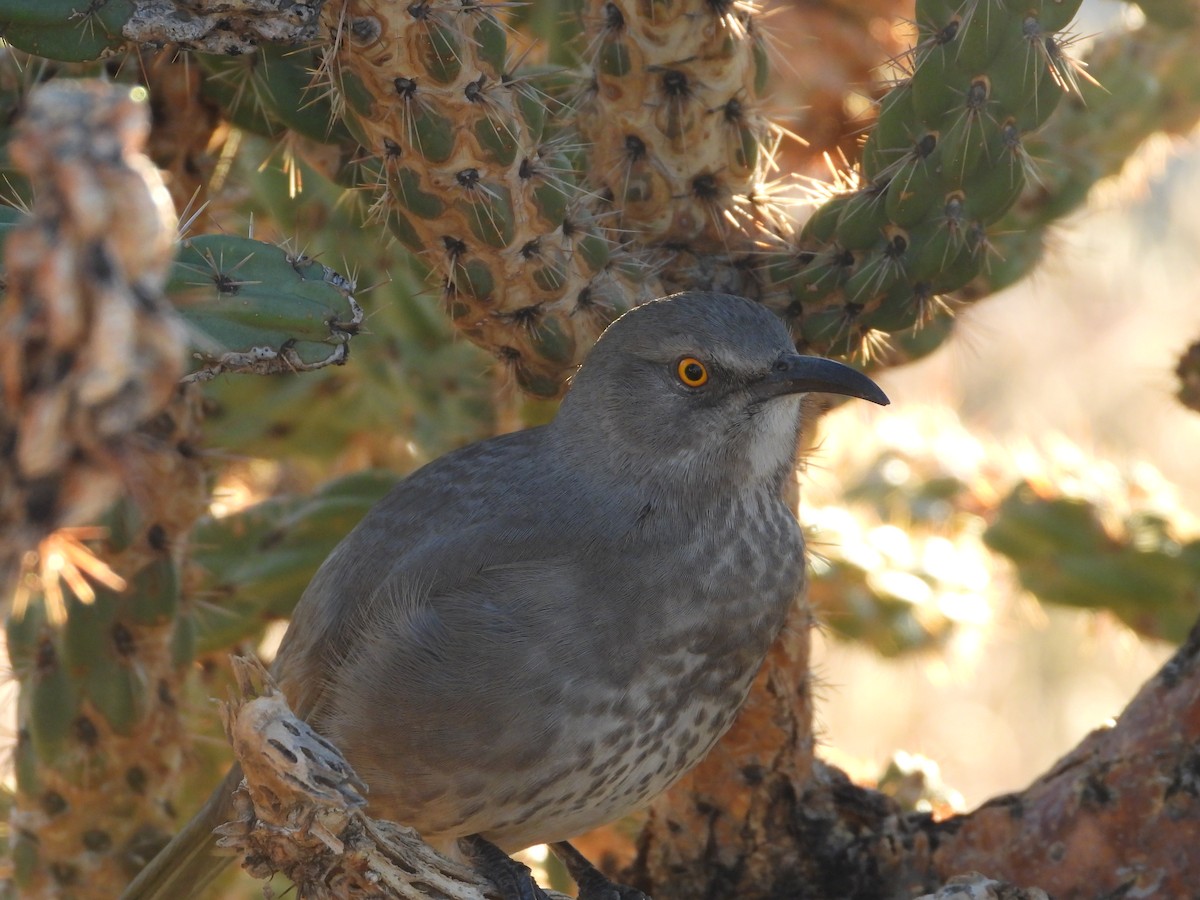 Curve-billed Thrasher - ML644184775