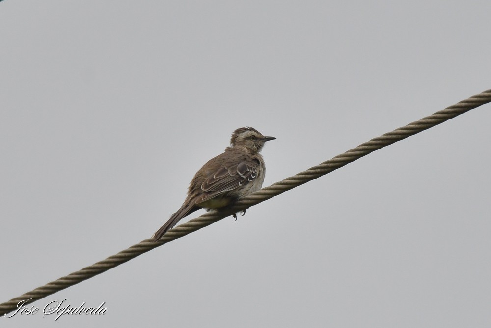 Chilean Mockingbird - ML644184793