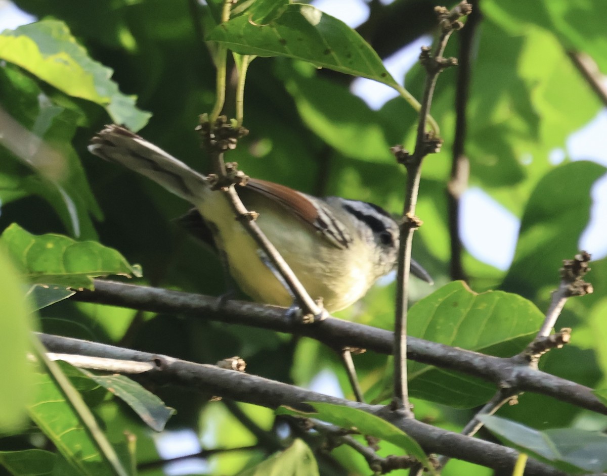 Rufous-margined Antwren - ML644184806