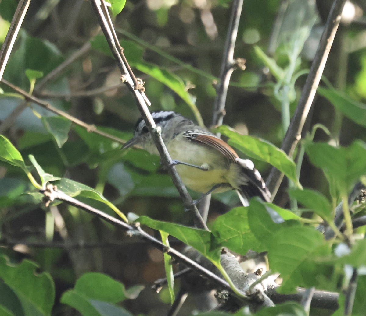 Rufous-margined Antwren - ML644184807