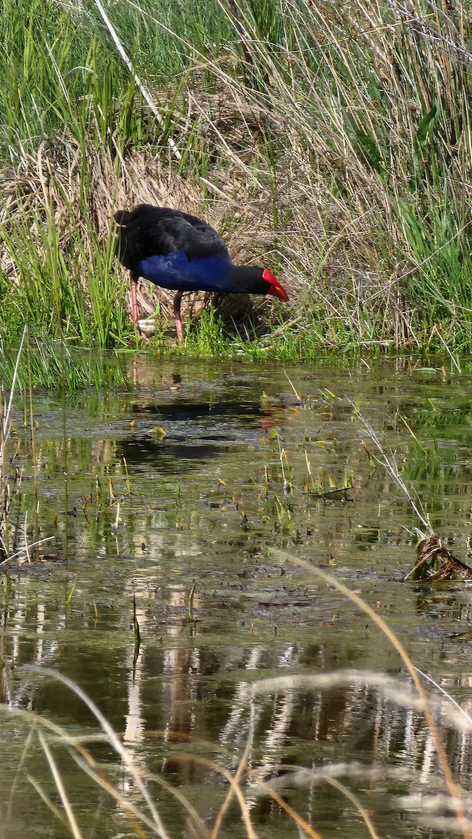 Australasian Swamphen - ML644184808