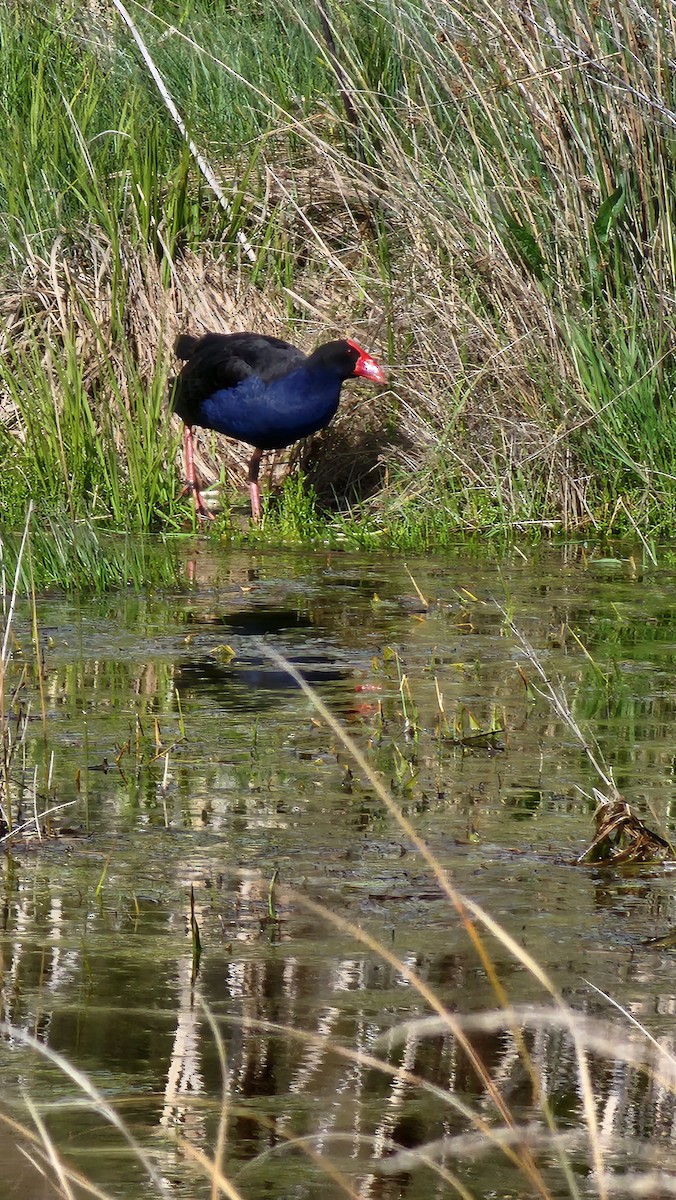 Australasian Swamphen - ML644184809