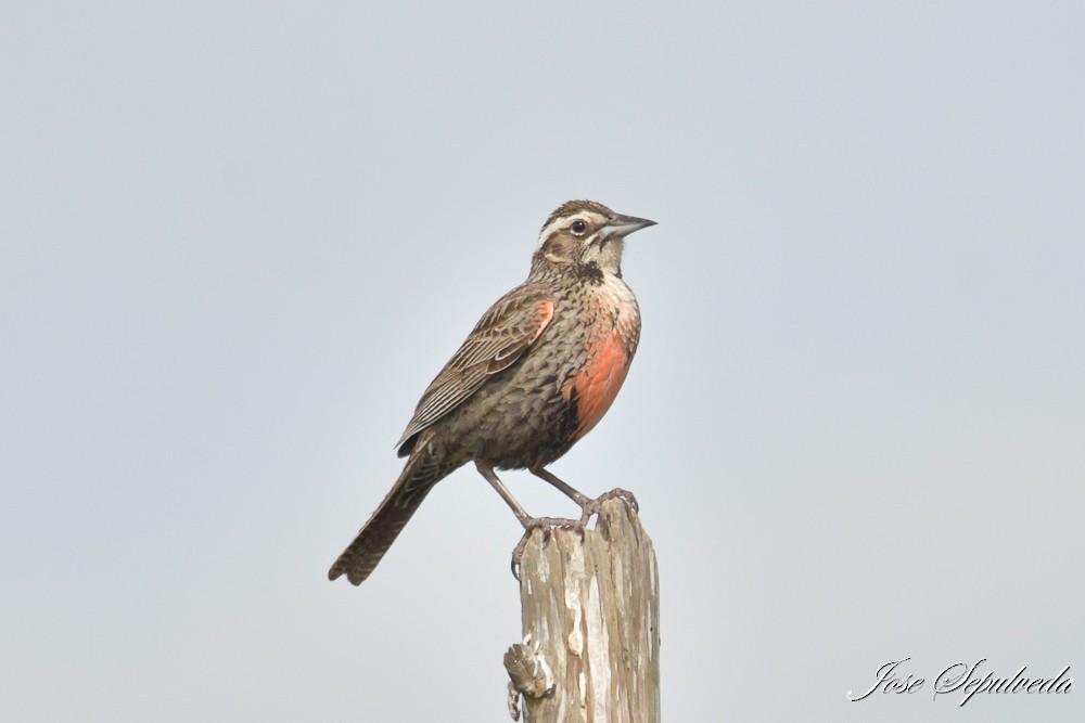 Long-tailed Meadowlark - ML644184819