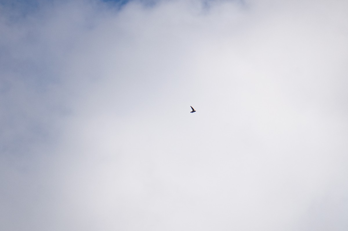 Vencejo de Chimenea - ML644184824