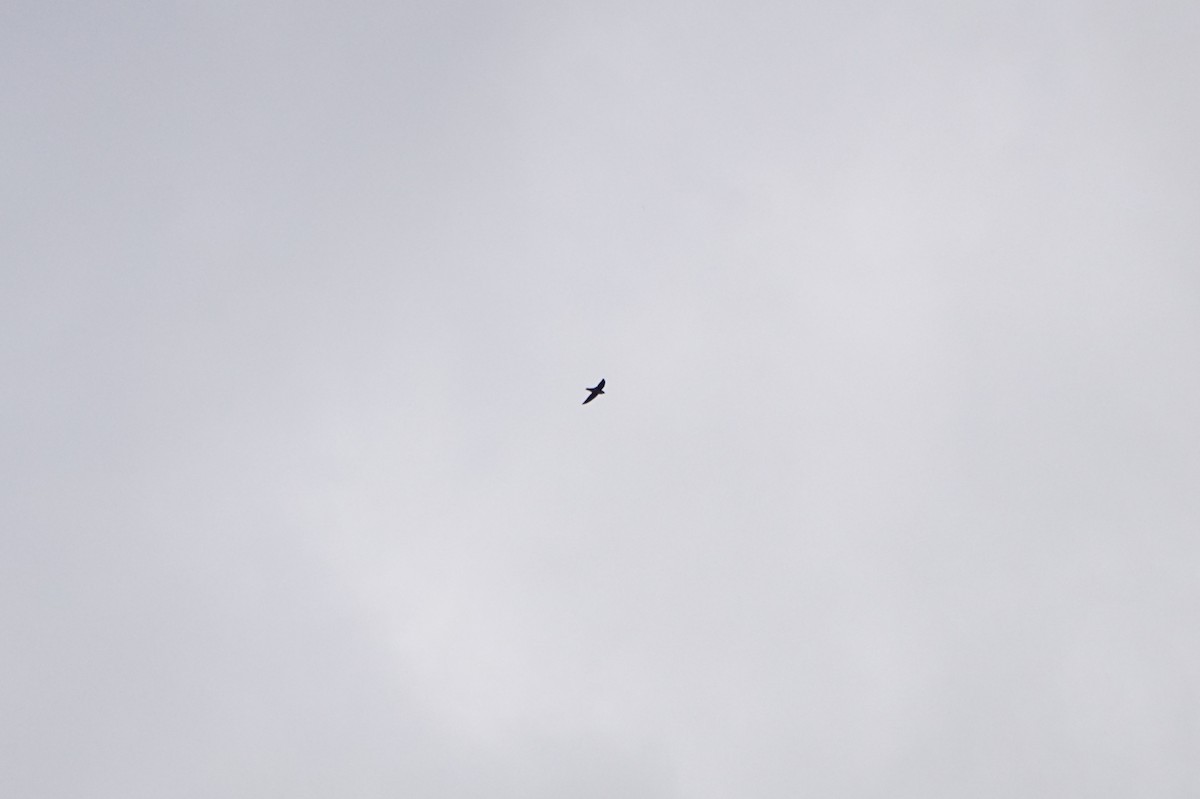 Vencejo de Chimenea - ML644184825