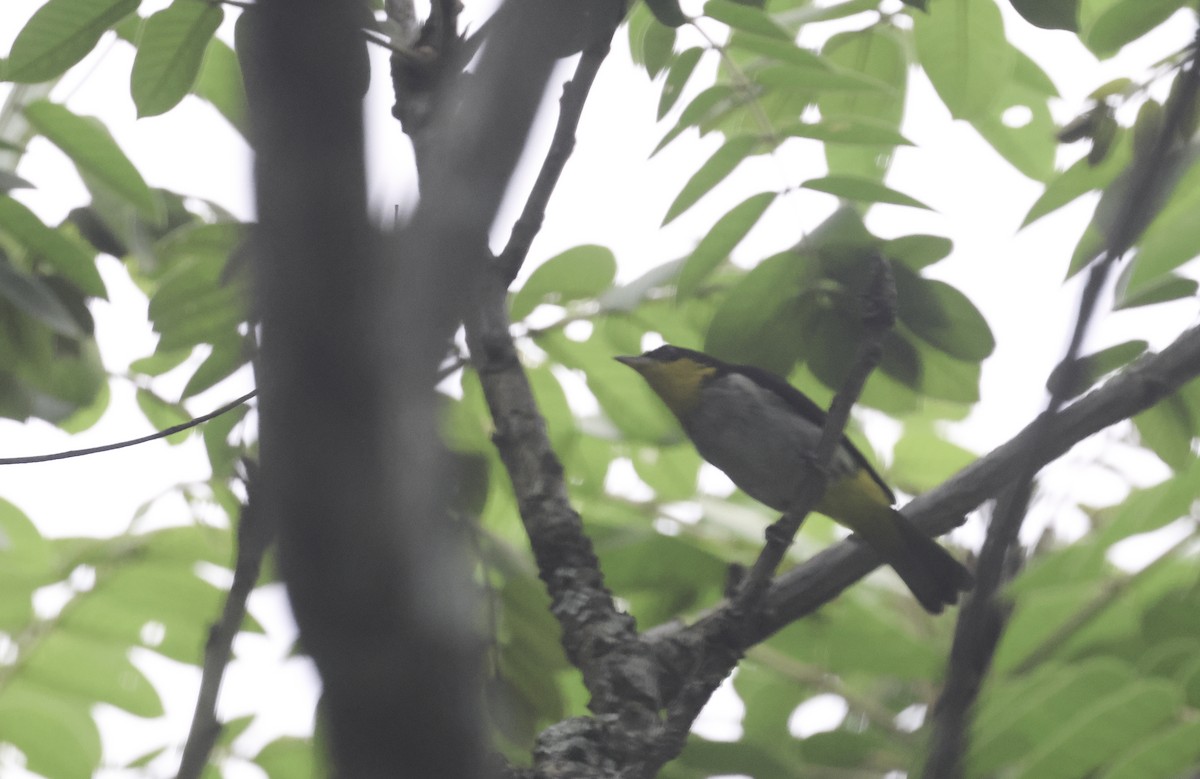 Yellow-backed Tanager - ML644184829