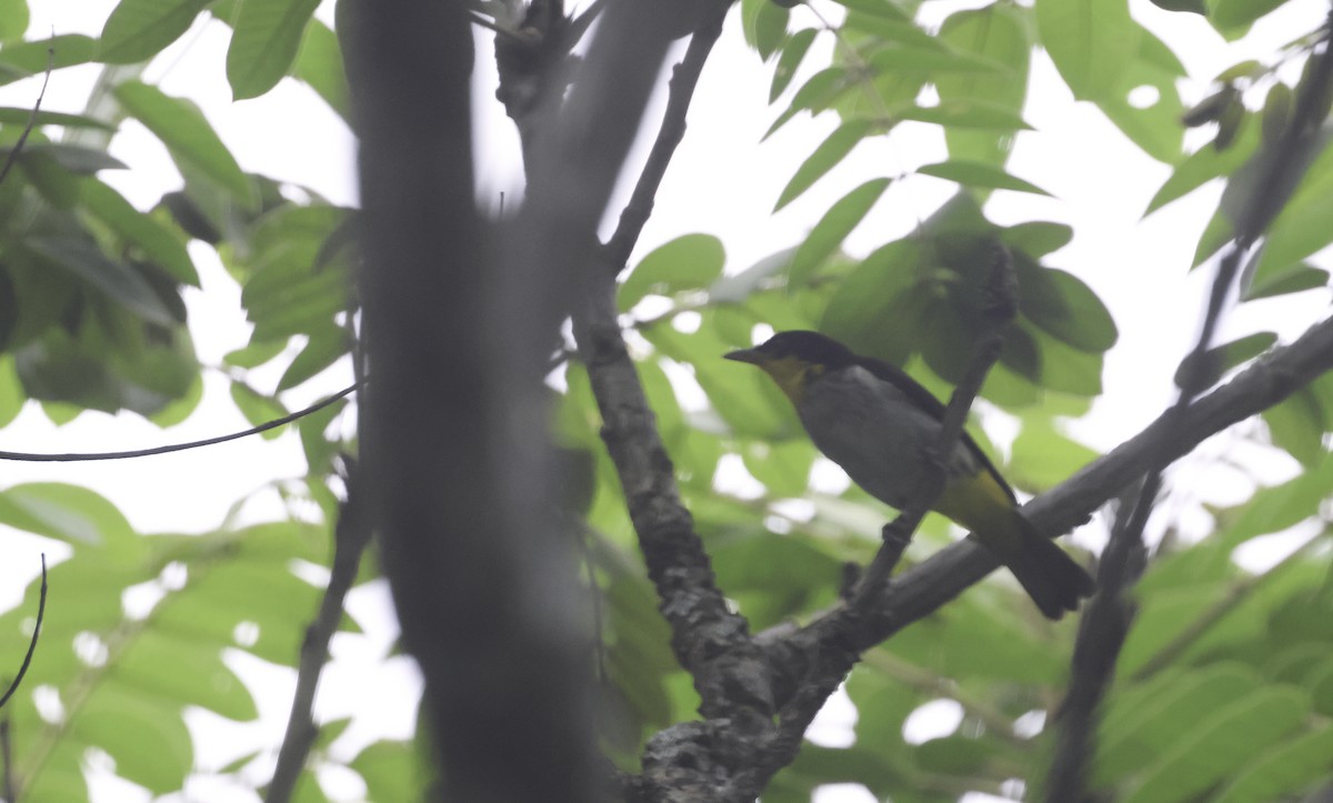 Yellow-backed Tanager - ML644184831