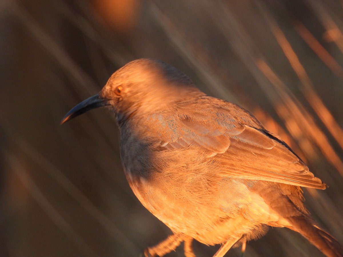 Curve-billed Thrasher - ML644184846