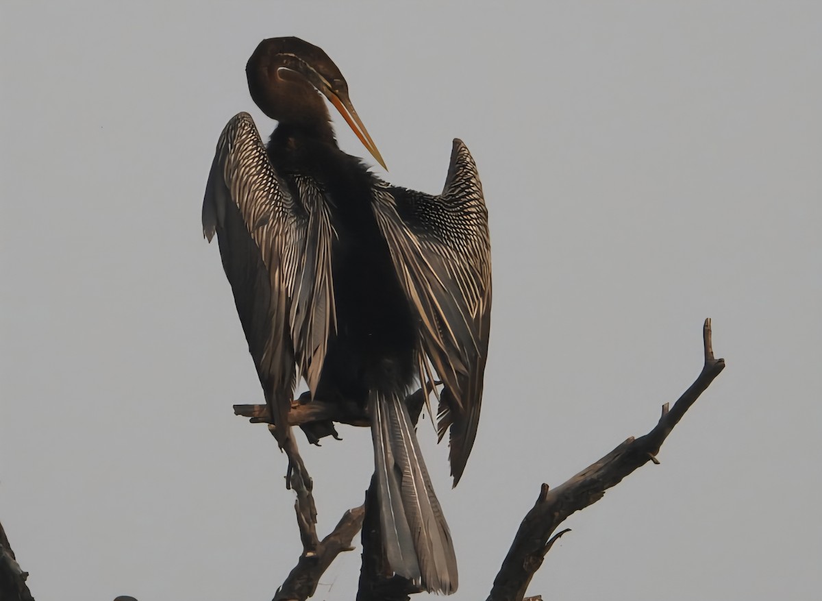 Anhinga roux - ML644184854