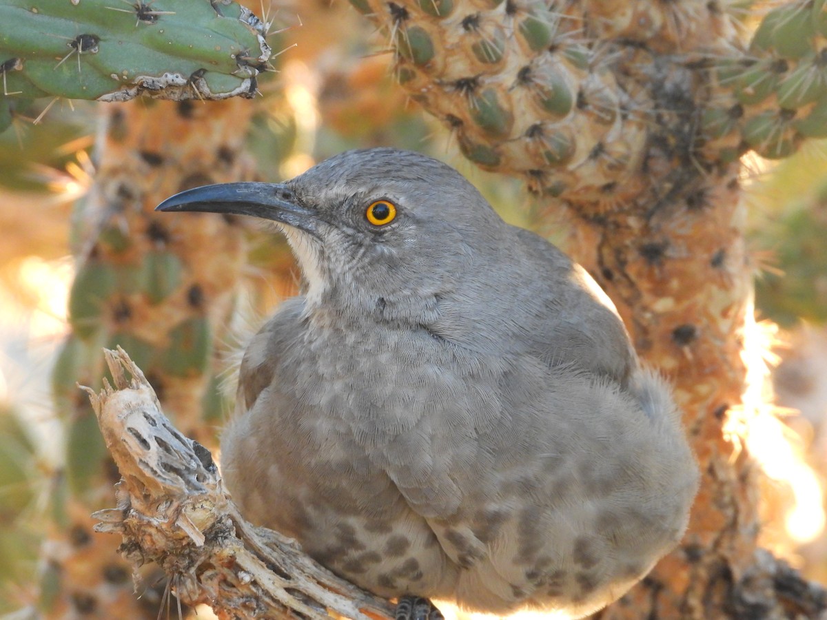 Curve-billed Thrasher - ML644184859