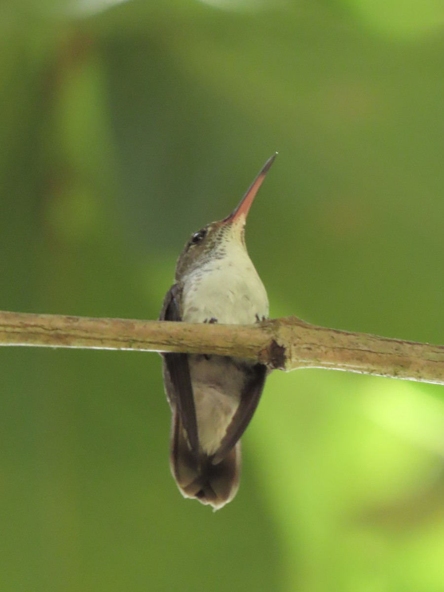 White-bellied Emerald - ML644184862