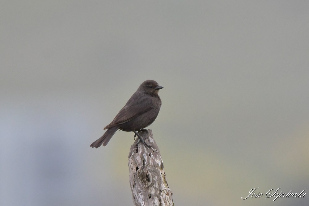 Shiny Cowbird - ML644184865