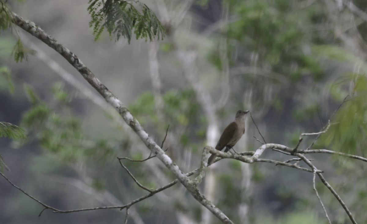 Pale-breasted Thrush - ML644184874
