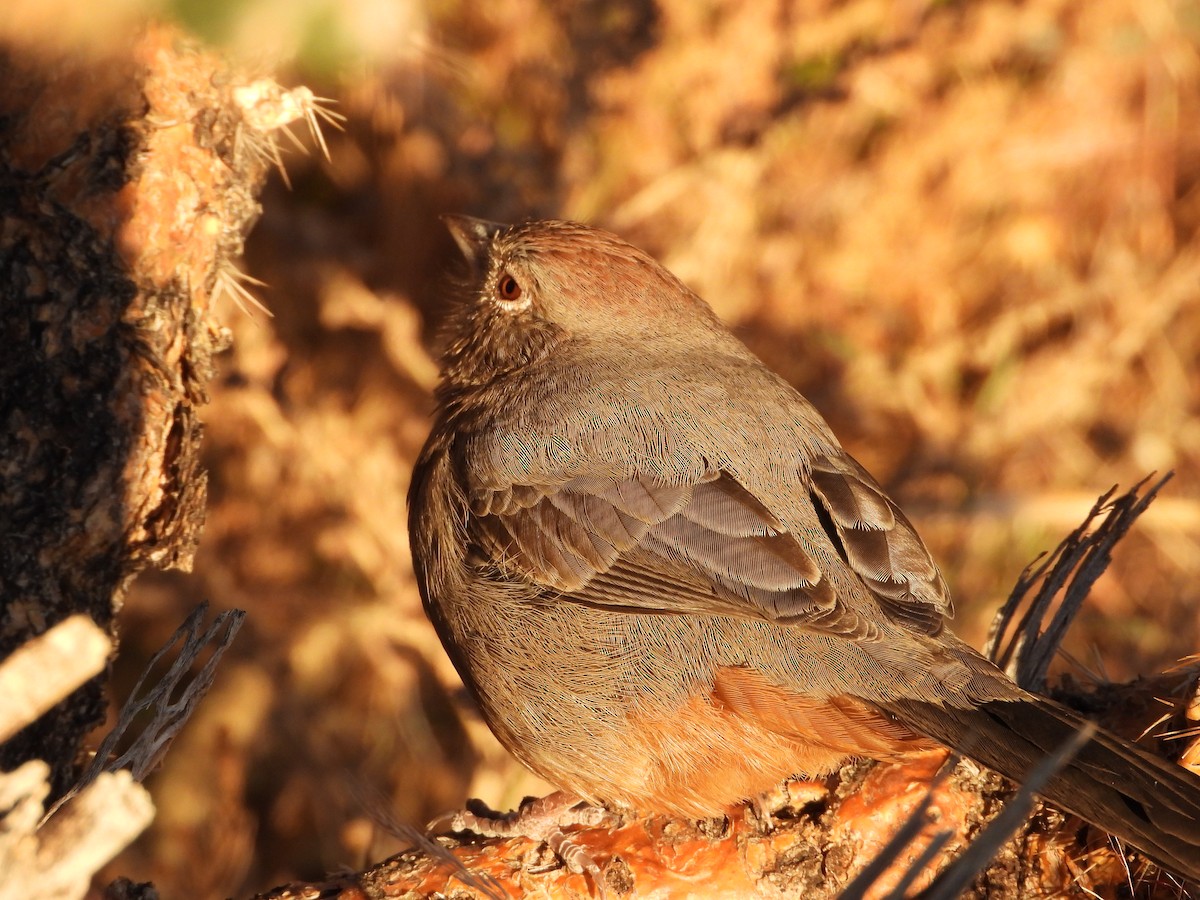 Canyon Towhee - ML644184880