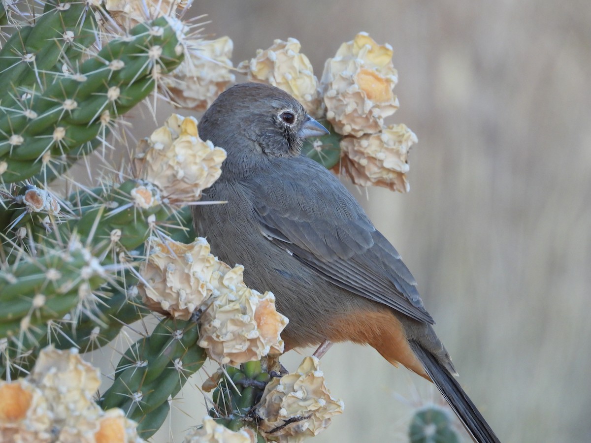 Canyon Towhee - ML644184892