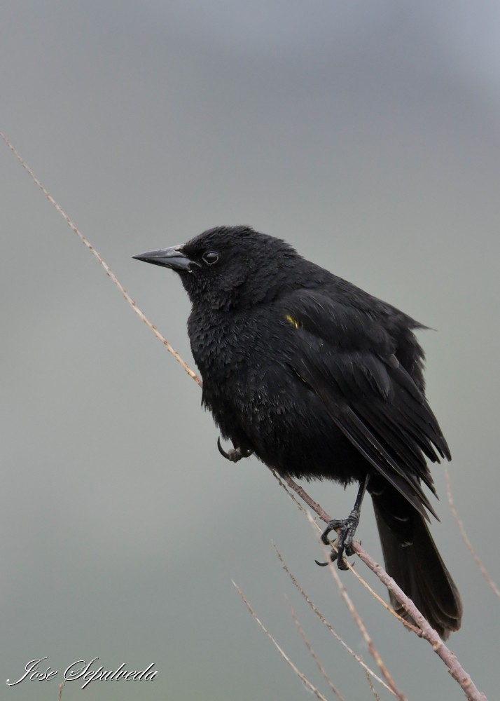 Yellow-winged Blackbird - ML644184895