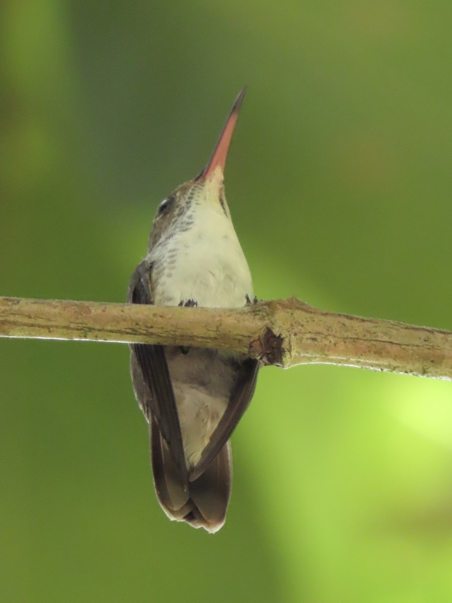 White-bellied Emerald - ML644184897
