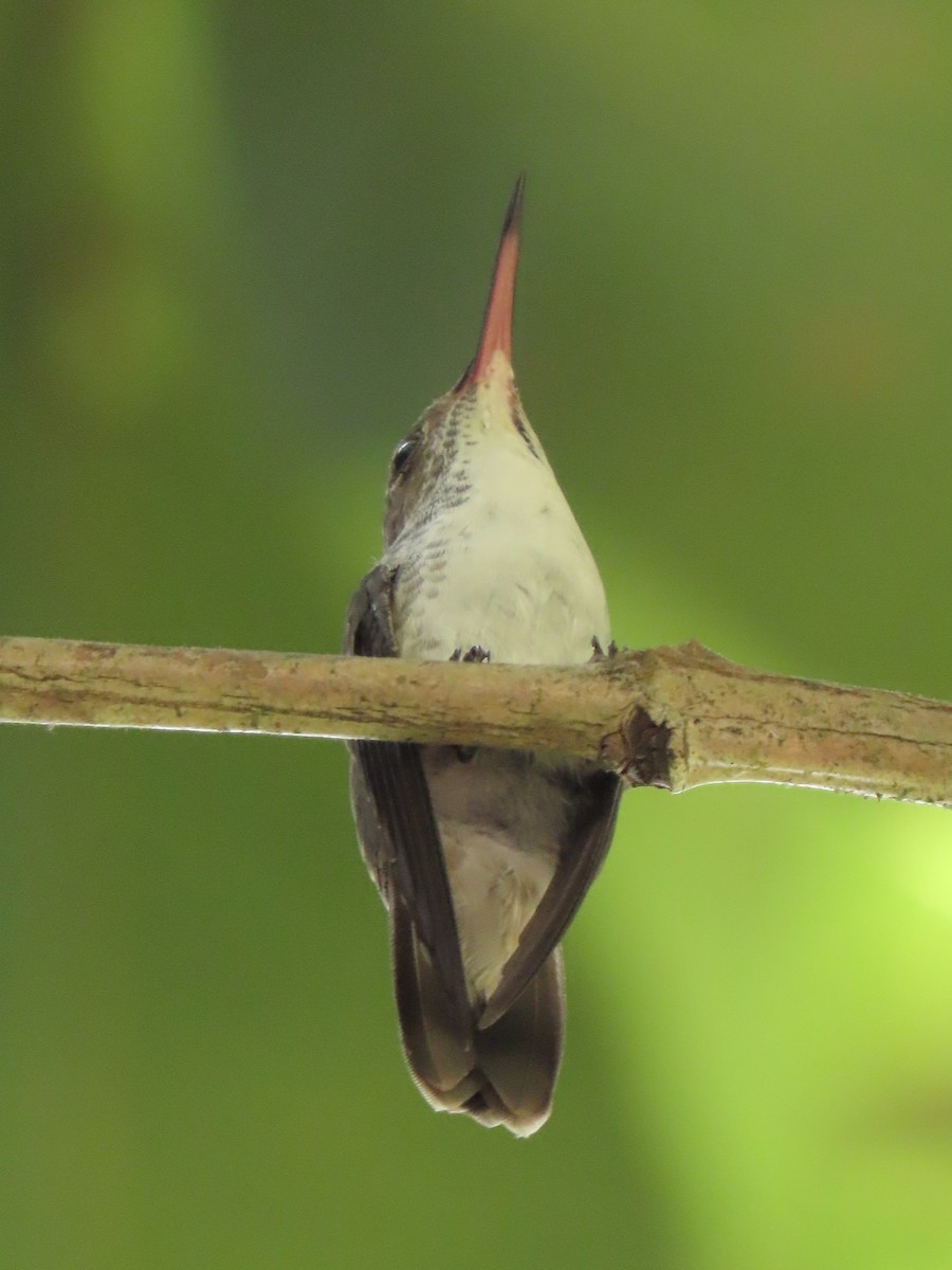 White-bellied Emerald - ML644184898