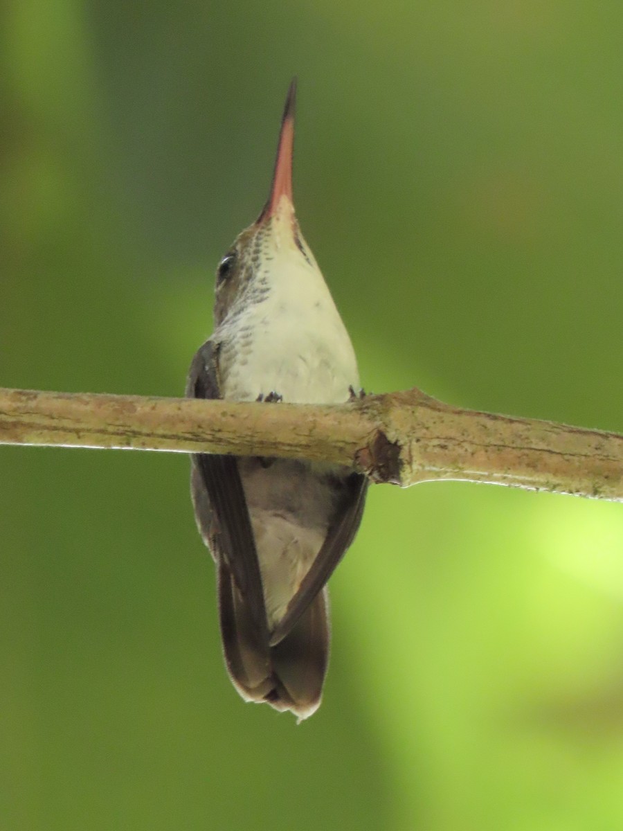 White-bellied Emerald - ML644184900