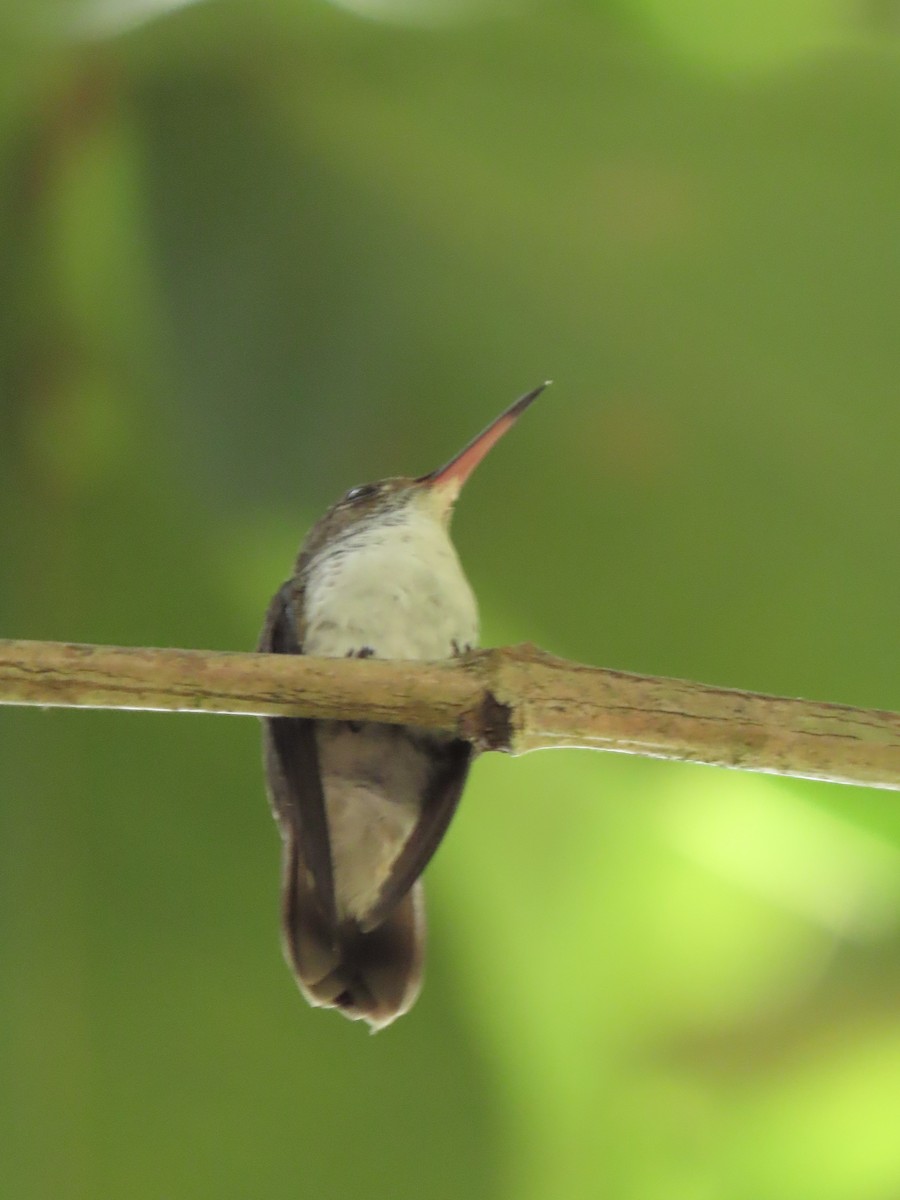 White-bellied Emerald - ML644184901