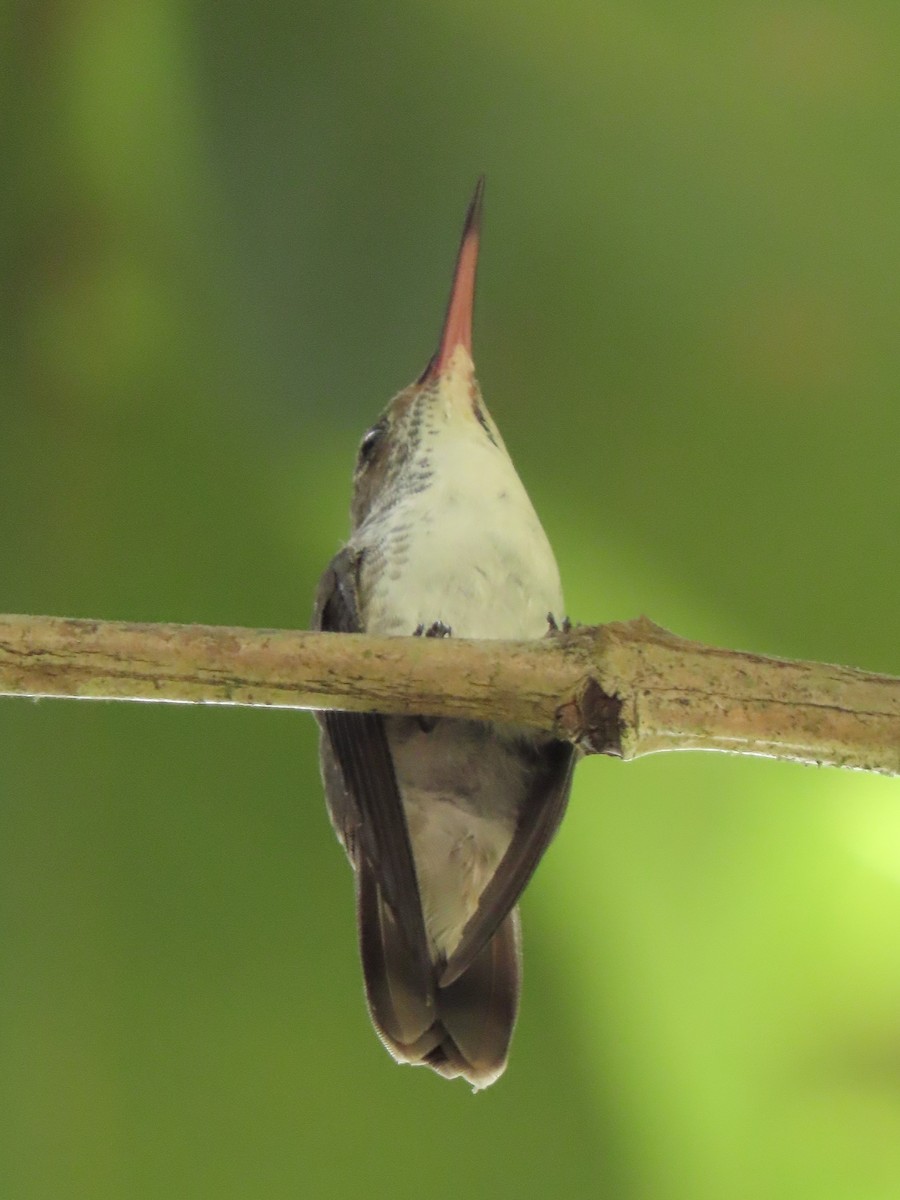 White-bellied Emerald - ML644184902