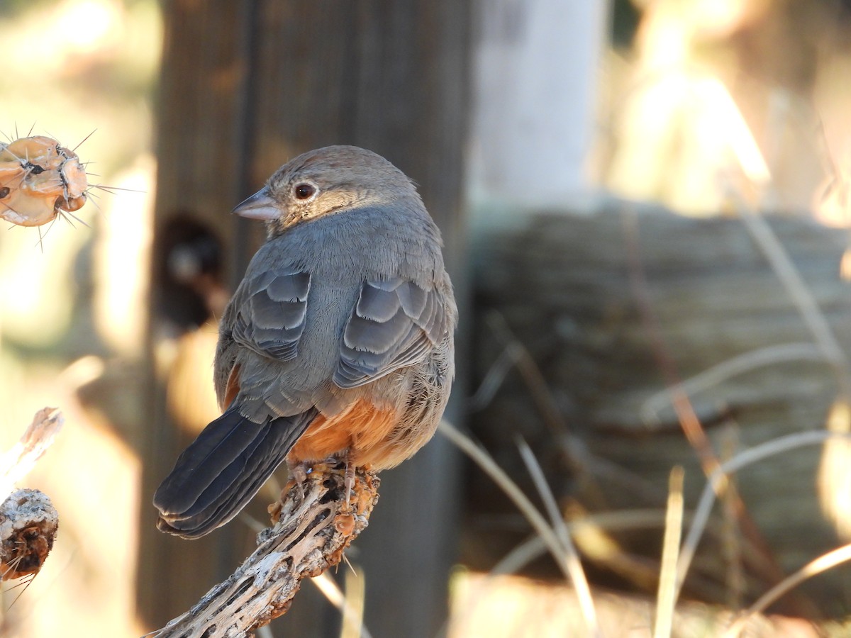 Canyon Towhee - ML644184903