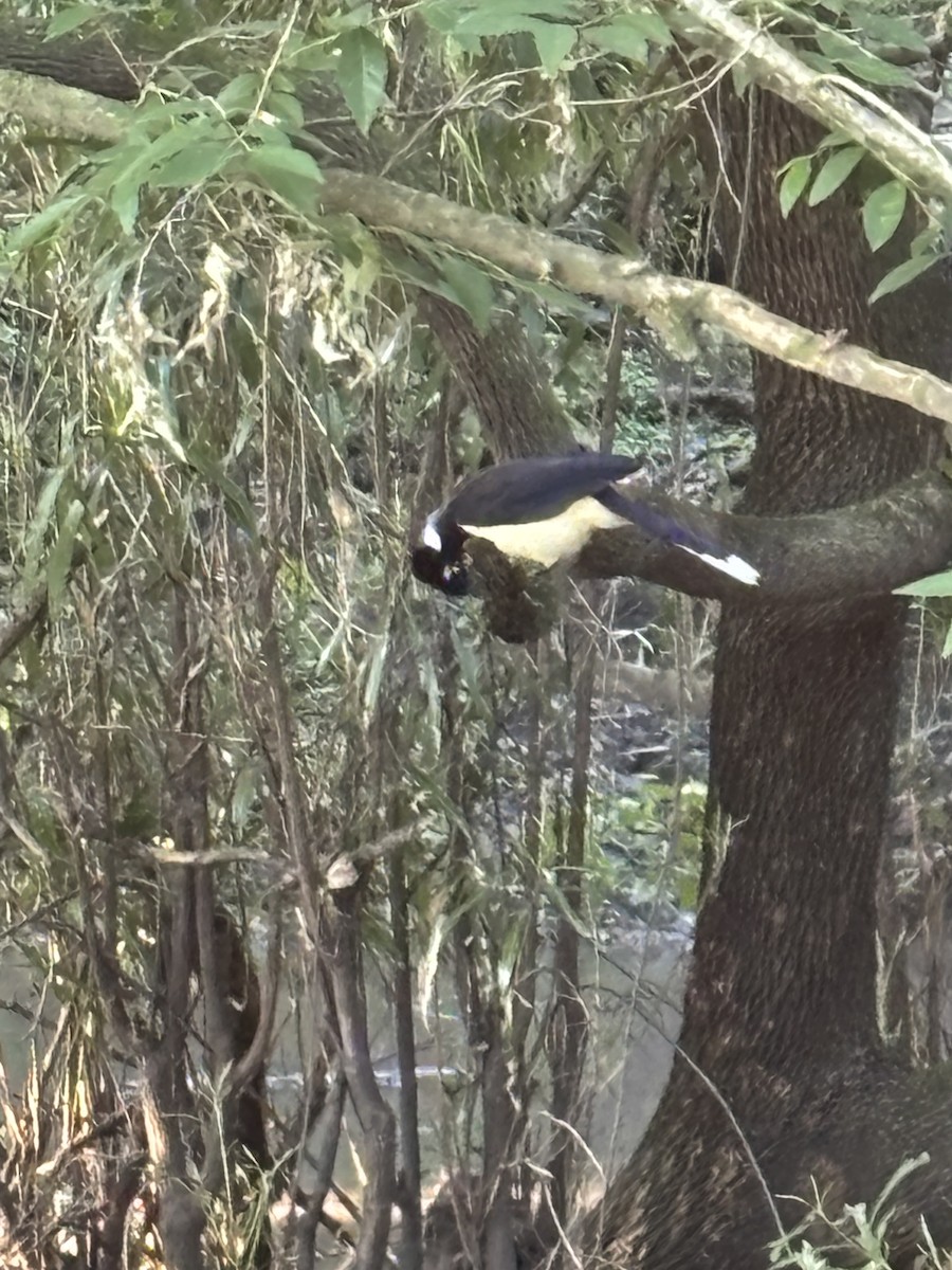 Plush-crested Jay - ML644184908