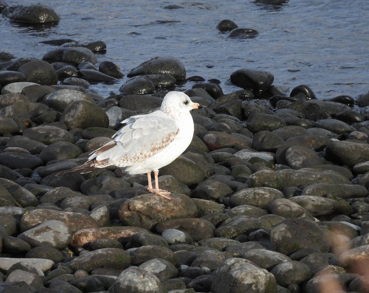 Ring-billed Gull - ML644184913