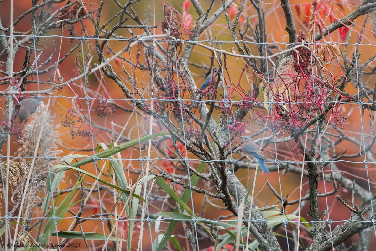 østblåfugl - ML644184917