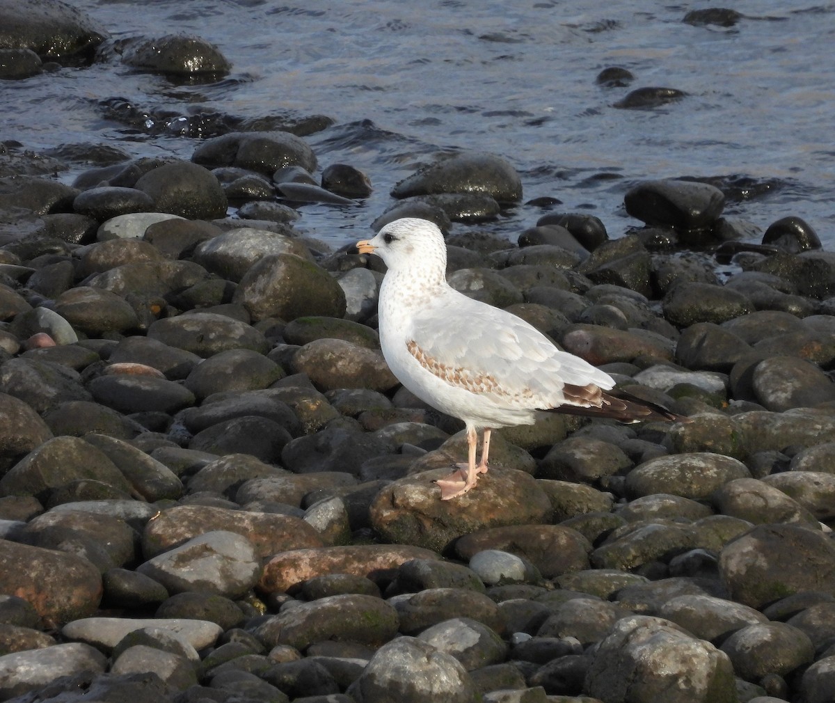 Ring-billed Gull - ML644184927