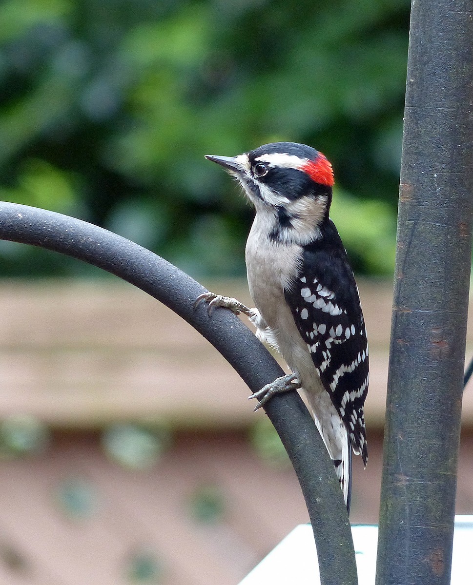 Yumuşak Tüylü Ağaçkakan - ML644184931