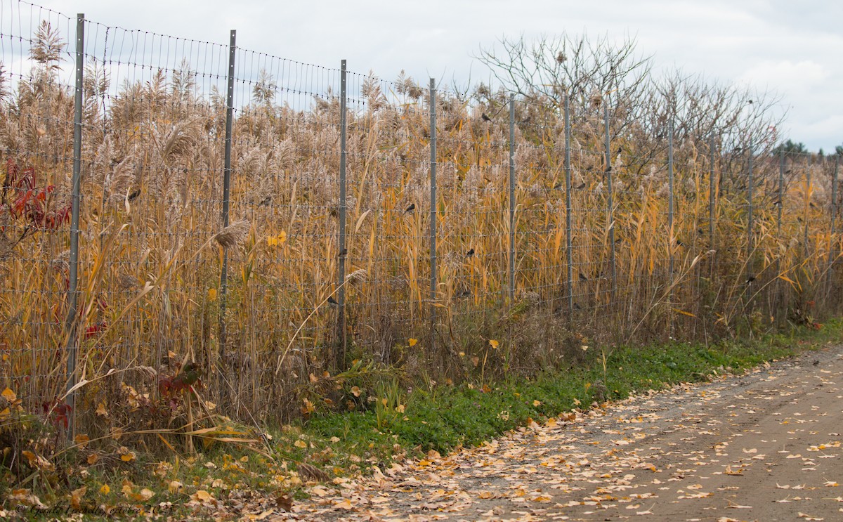 vinterjunko - ML644184935