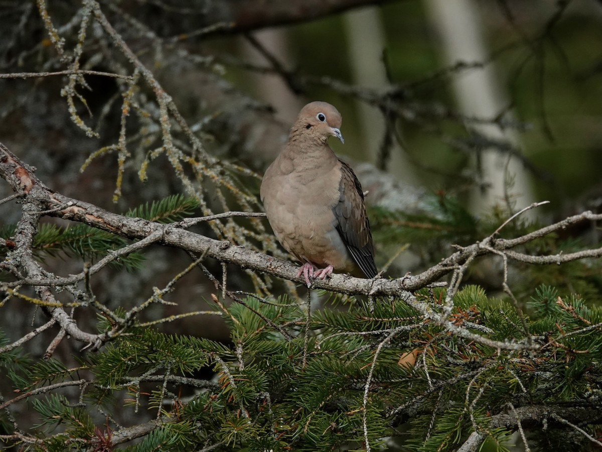 hrdlička karolínská - ML644184944