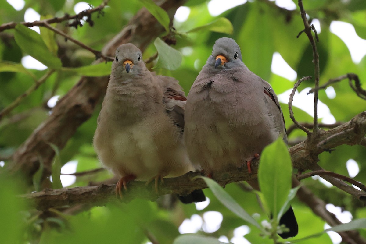 kvekkedue - ML644184950