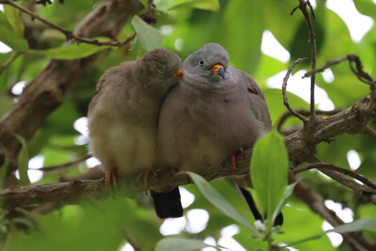 kvekkedue - ML644184951