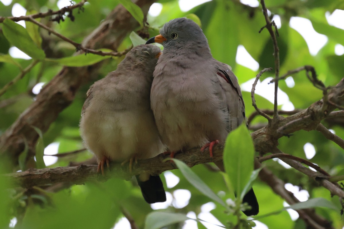 kvekkedue - ML644184952