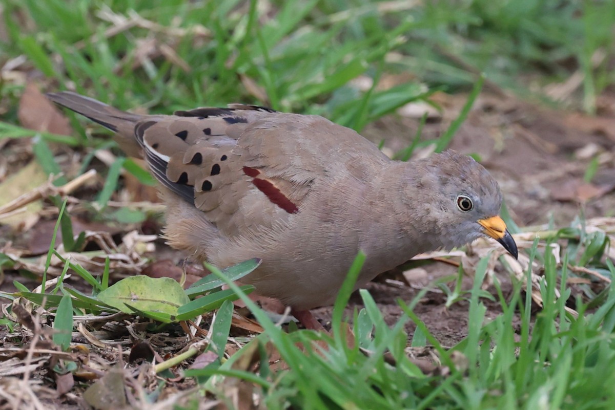 kvekkedue - ML644184953