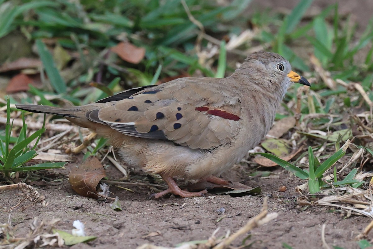 kvekkedue - ML644184954