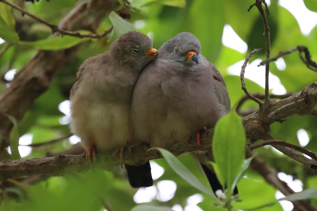 kvekkedue - ML644184955