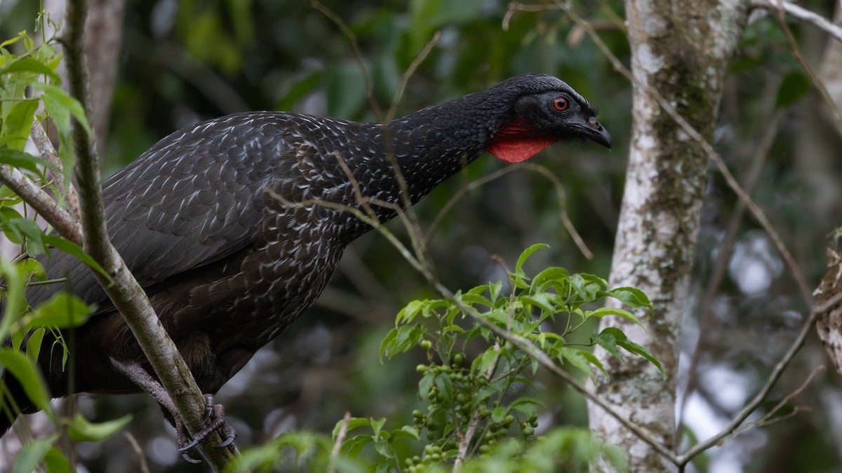 Pénélope yacouhou - ML644184956