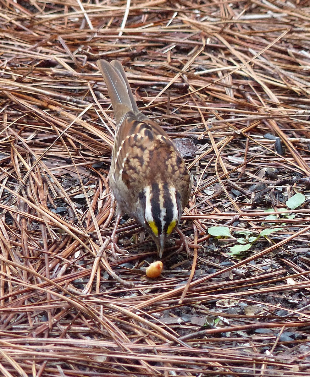 Ak Boğazlı Serçe - ML644184975