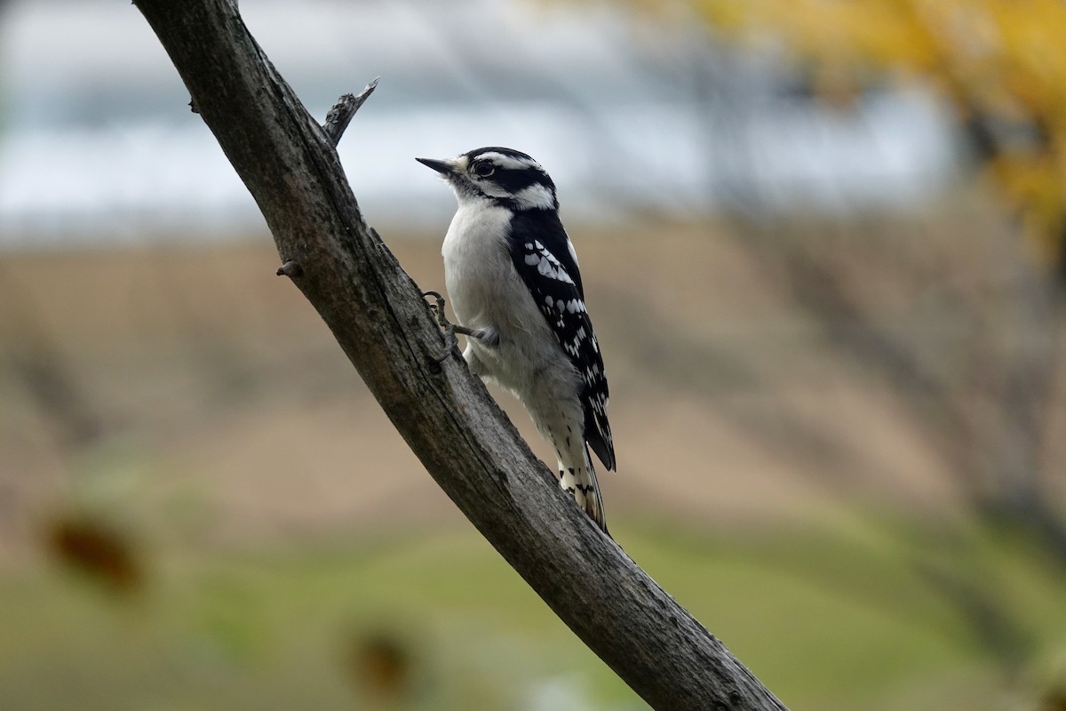 strakapoud osikový - ML644184985