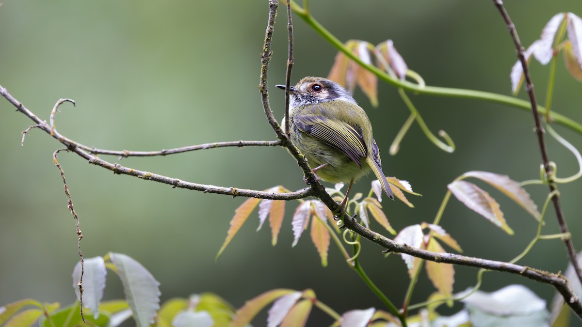 Eared Pygmy-Tyrant - ML644184988