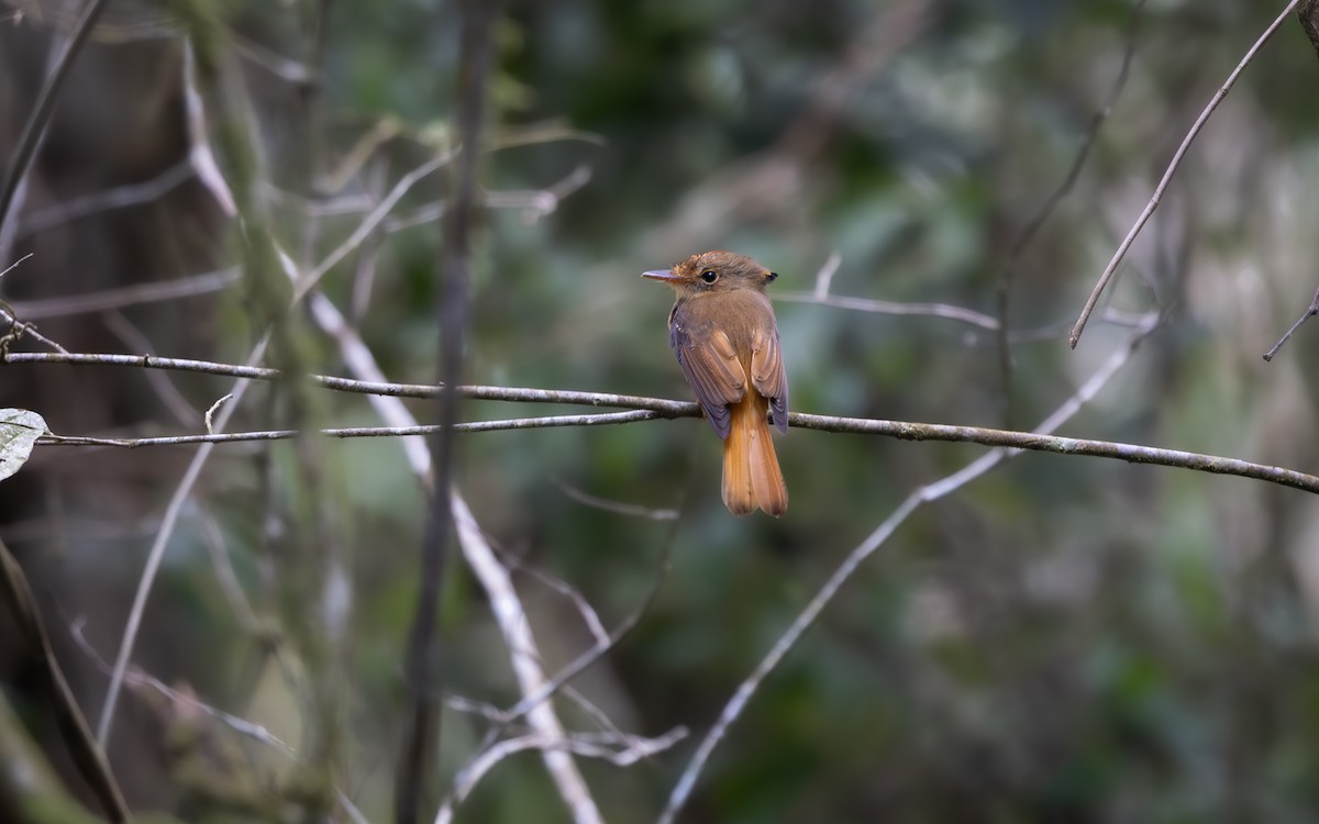 tyranovec atlantický - ML644184991