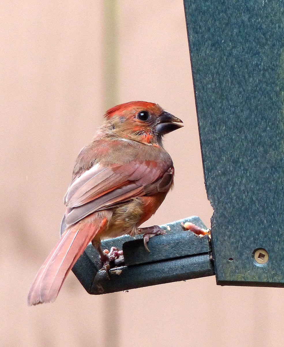 Kırmızı Kardinal - ML644184996