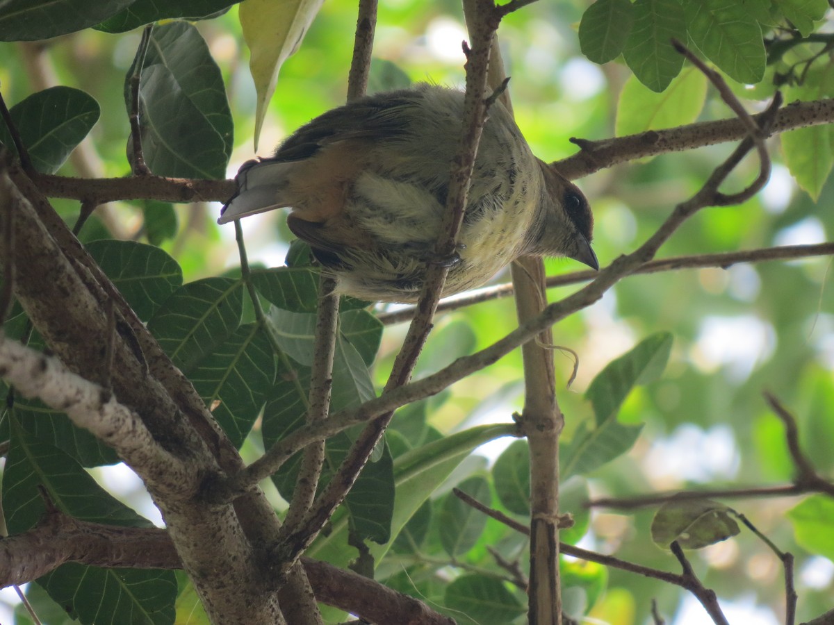 Black-backed Tanager - ML644185008