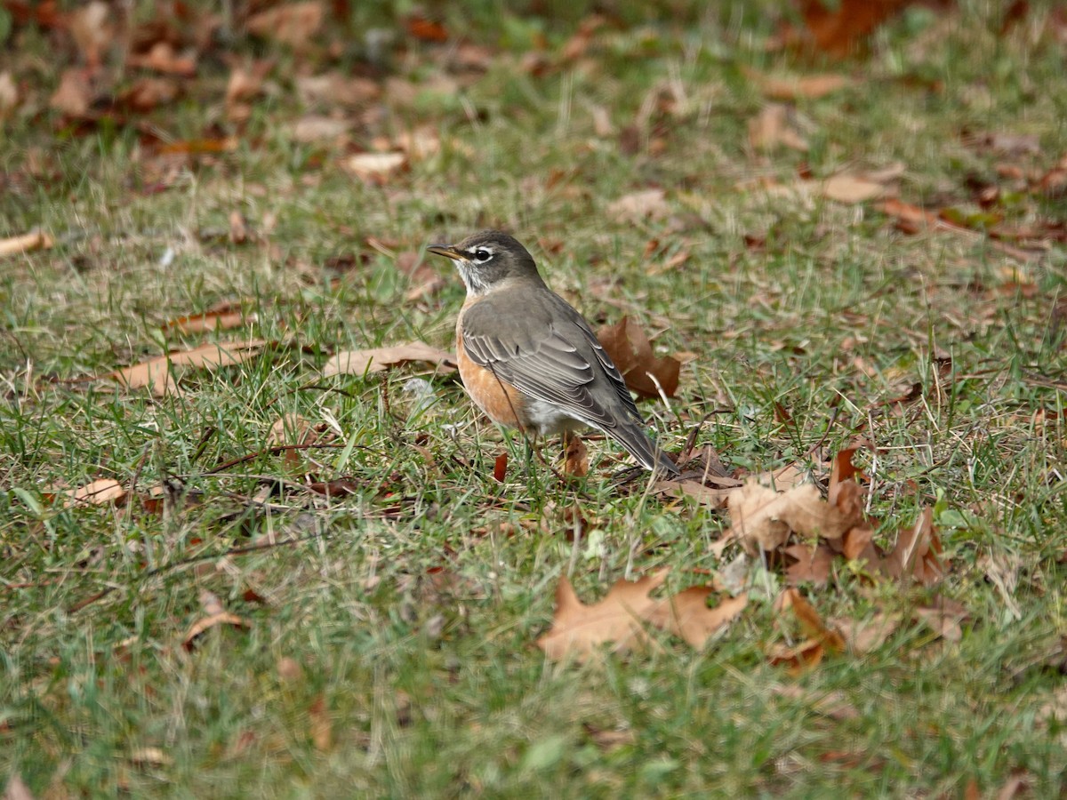 drozd stěhovavý - ML644185013