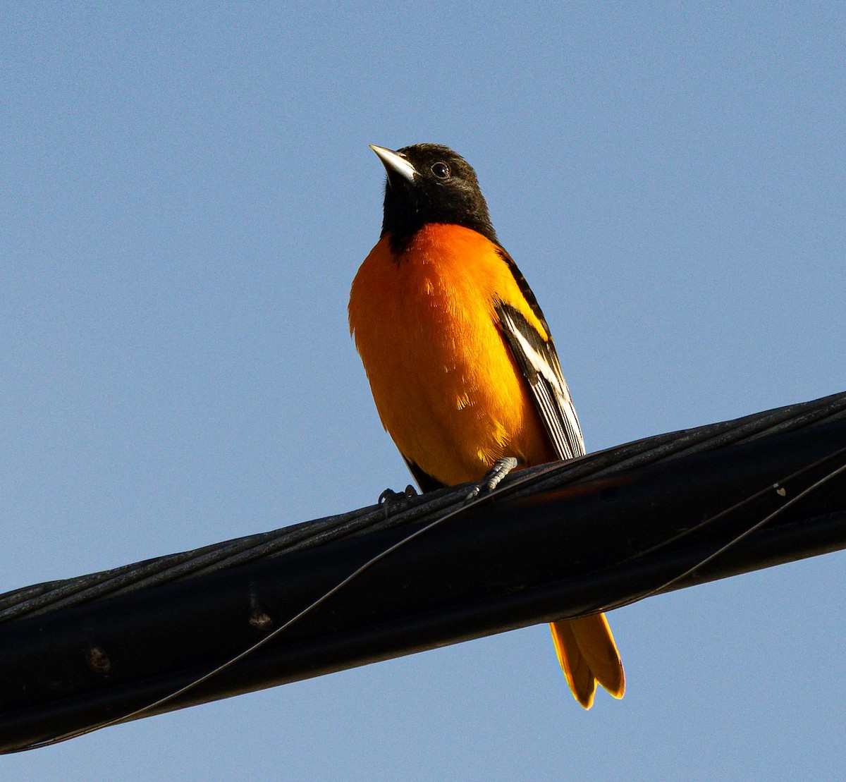 Балтиморский трупиал - ML644185015